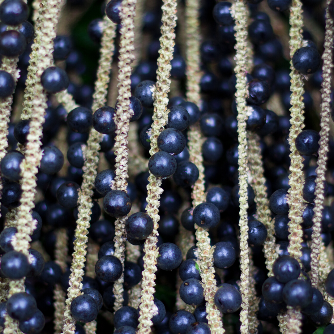 Why Açaí Is So Popular and Nutritious