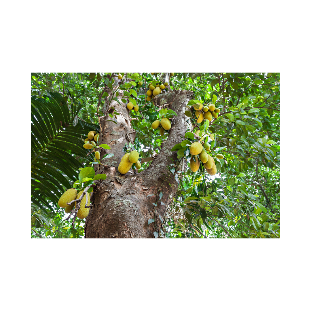 Jackfruit: Benefits You May Want To Know