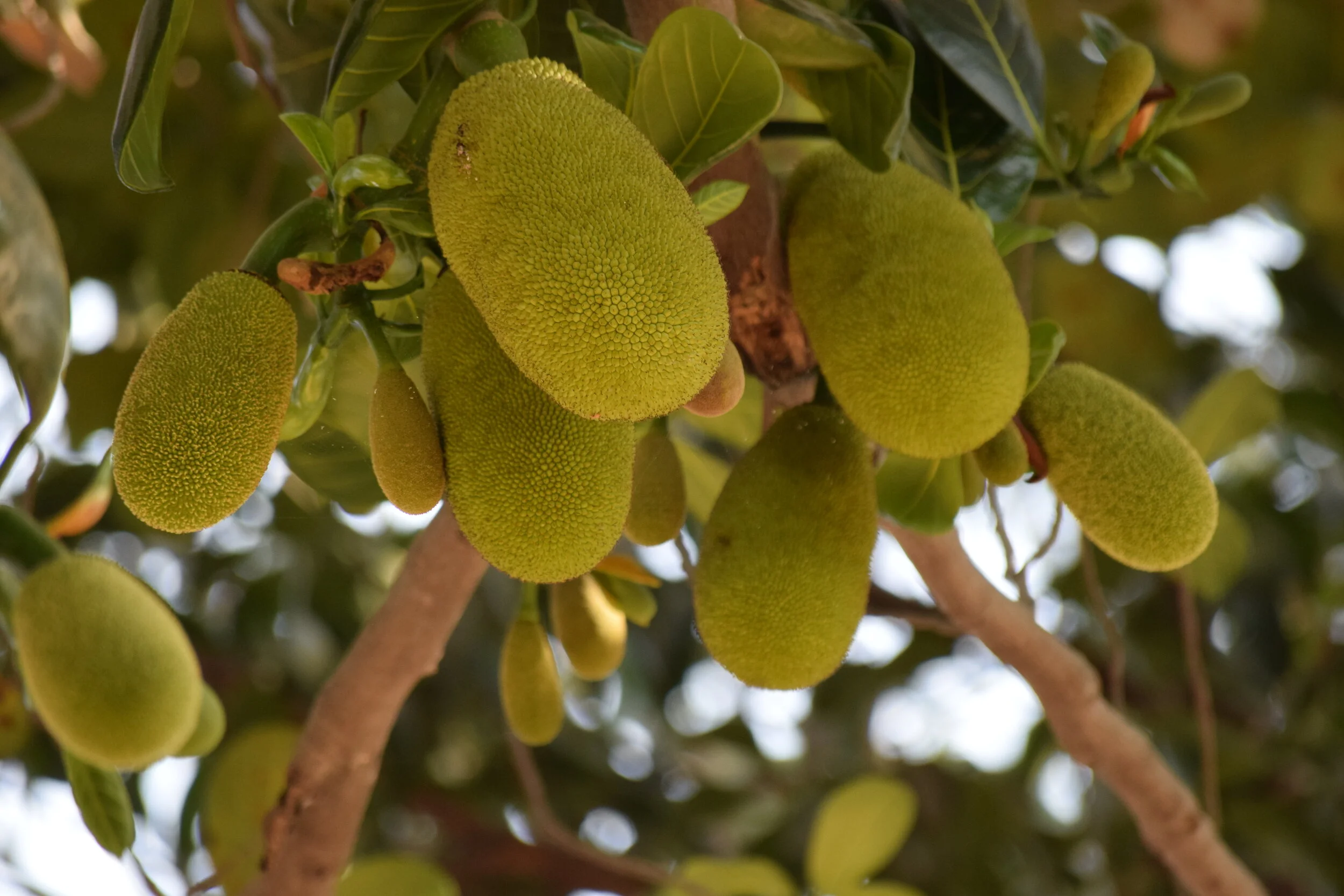Jackfruit: Benefits You May Want To Know